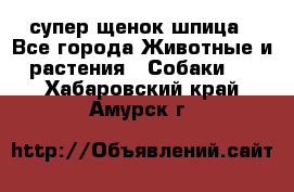 супер щенок шпица - Все города Животные и растения » Собаки   . Хабаровский край,Амурск г.